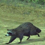 Mapache
