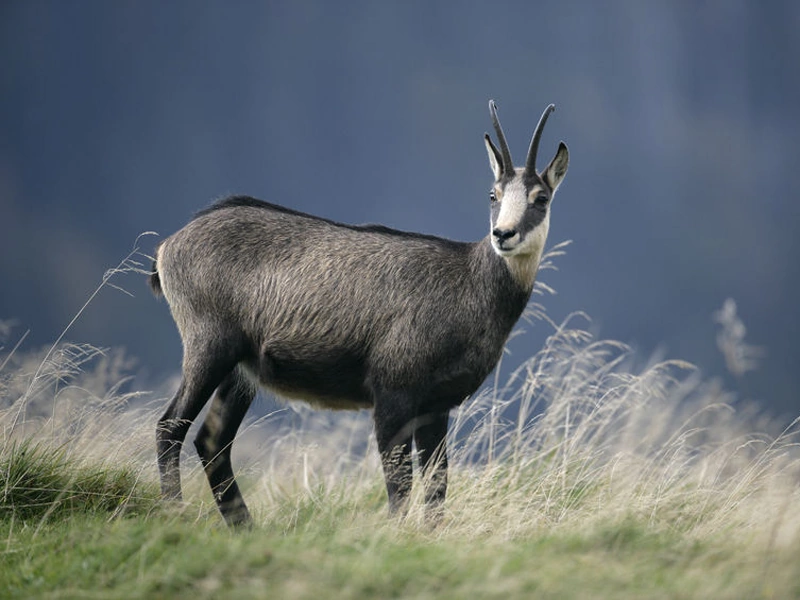 Chamois | Animals Wiki | Fandom