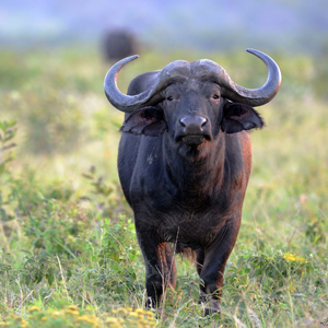 African Buffalo | Animals Wiki | Fandom