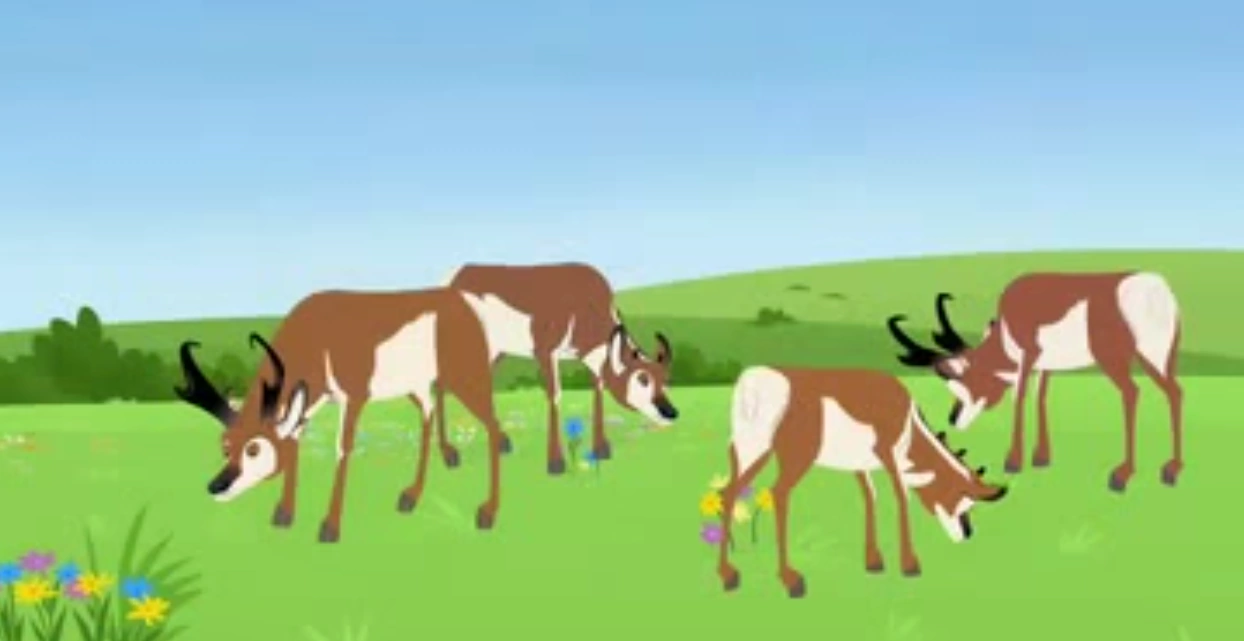 List of Species in Wild Kratts | Animals Wiki | Fandom