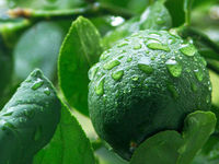 Meyerlemon