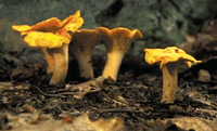 Chanterelles