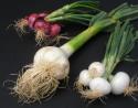 Egarlic