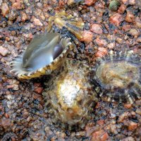 Limpets