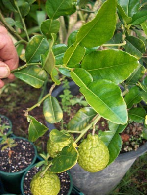 KaffirLime