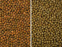Chickpea1