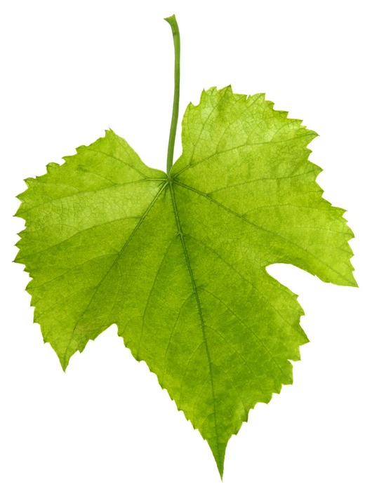 Grape leaf | Recipes Wiki | FANDOM powered by Wikia