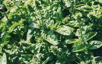Basil