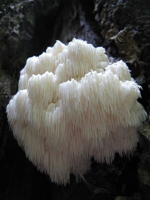 Bears head mushroom