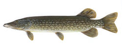 Pike