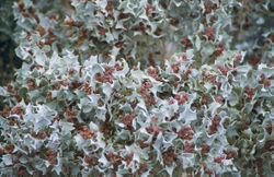 Redorach