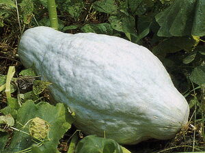Hubbard squash