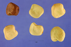 Indian peas