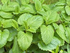 Lemonbalm
