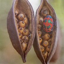 Kurrajong seeds