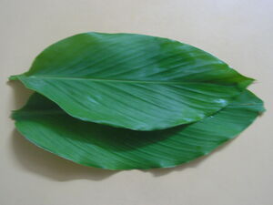 Turmeric leaves