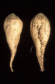 Sugar beet