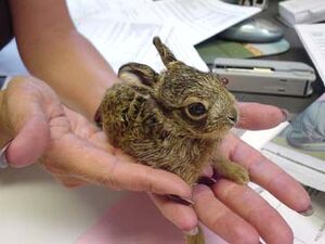 Hare