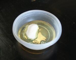 EggWhite