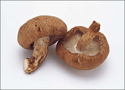 ChineseMushroom