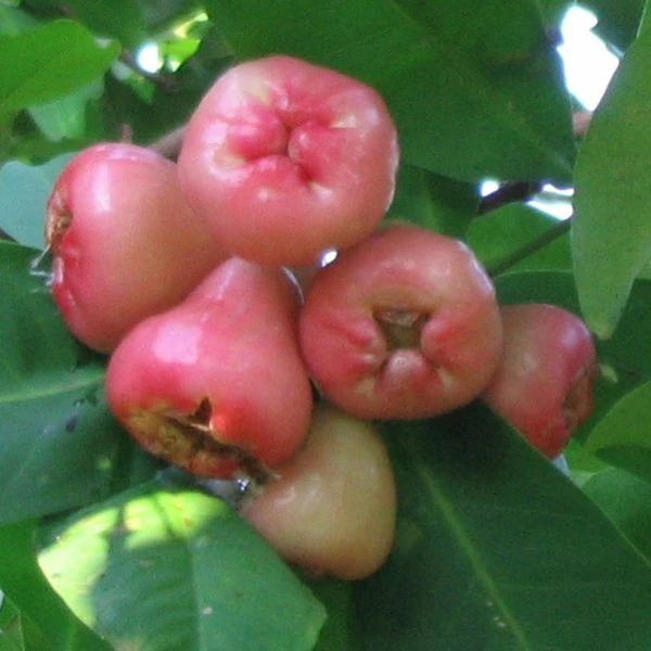 Rose apple Recipes Wiki FANDOM powered by Wikia