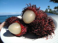 Rambutan