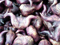 Watercaltrop