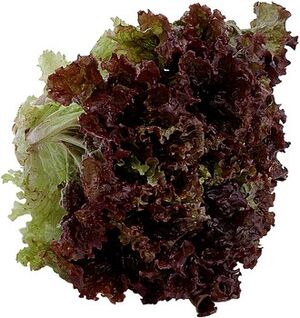 Redleaf lettuce