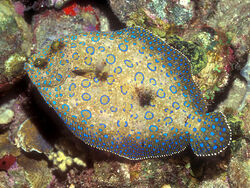 Flounder