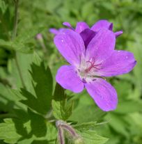 Geraniums