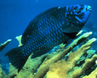 Parrotfish