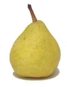 Sugar pear