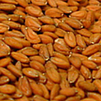 Spelt