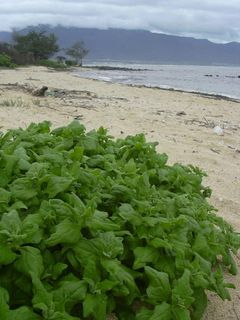Spinachz