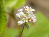 Buckwheat