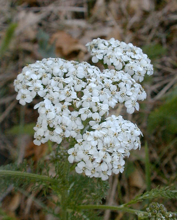 Yarrow | Recipes Wiki | FANDOM powered by Wikia