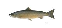 Atlanticsalmon