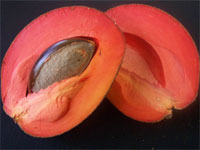 Mamey