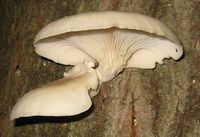 Oyster
