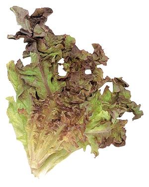 Oakleaf lettuce