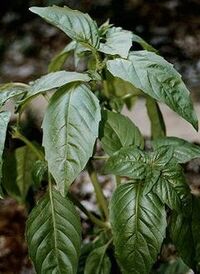 Sweetbasil