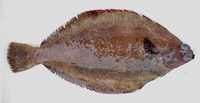 Doversole