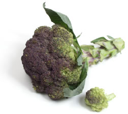 Purple broccoli