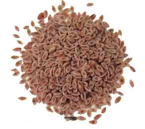 Psyllium seeds