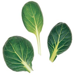 TatSoi