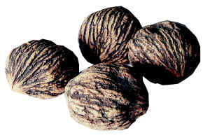 HickoryNut