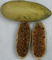 Curuba