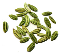 FennelSeed