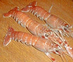 Lobster