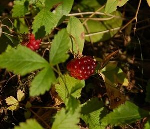 Arctic raspberry